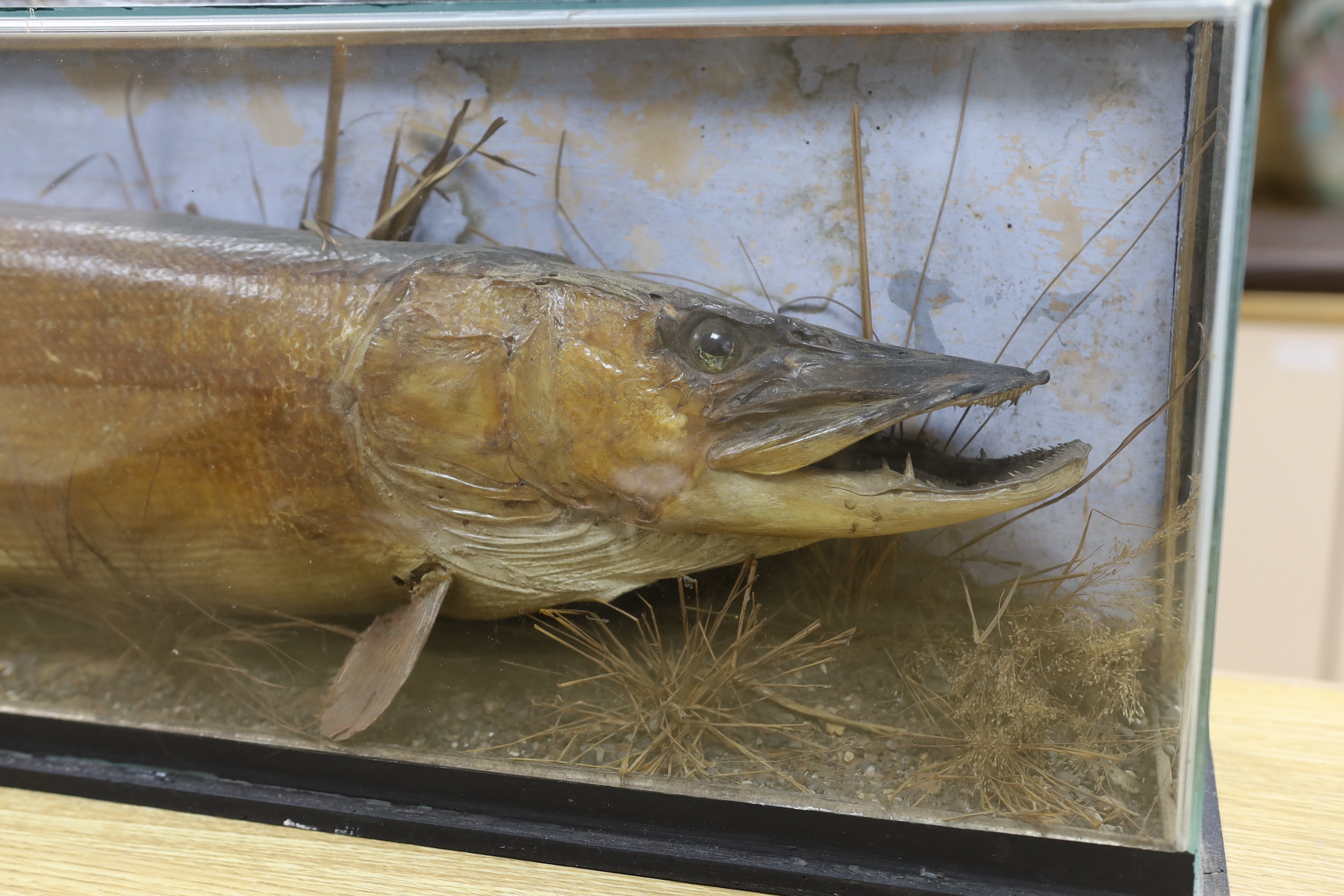 A cased taxidermy pike, 97cm long